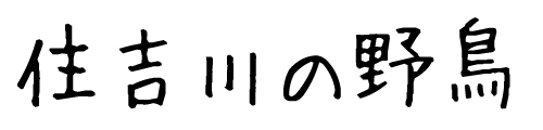 神戸　住吉川の野鳥